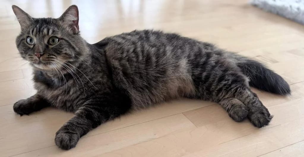Joey tiefergelegter Main-Coon-Mix *RESERVIERT*, female 4yo Mixed Breed for adoption at Katzenschutzbund Köln, Köln