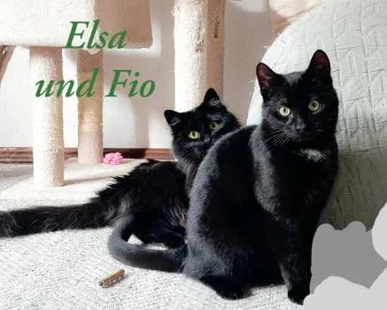 Eine Pflegestellen-Liebe: Elsa und Fio, female puppy Mixed Breed for adoption at Katzenschutzbund Köln, Köln
