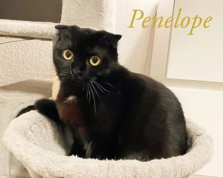 Penelope – Liebe auf den zweiten Blick, female puppy Mixed Breed for adoption at Katzenschutzbund Köln, Köln