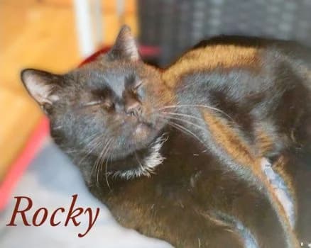 Rocky – schwarzer Prinz im Kuschel-Modus, female 4yo Mixed Breed for adoption at Katzenschutzbund Köln, Köln