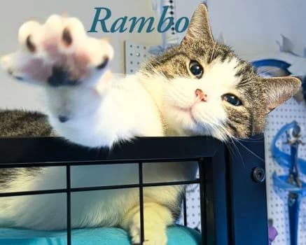 Rambo, female 4yo Mixed Breed for adoption at Katzenschutzbund Köln, Köln