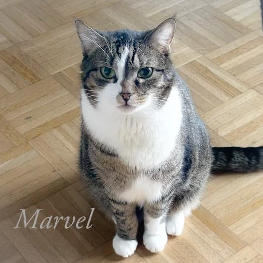 Marvel, female senior Mixed Breed for adoption at Katzenschutzbund Köln, Köln