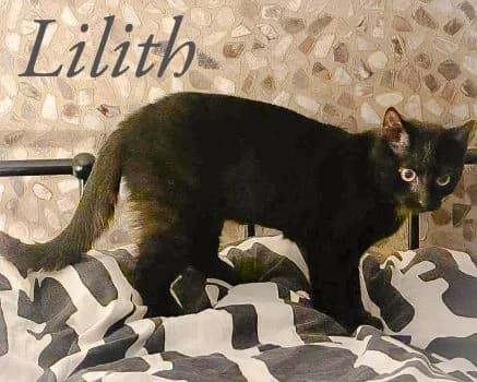 Lilith, female young Mixed Breed for adoption at Katzenschutzbund Köln, Köln