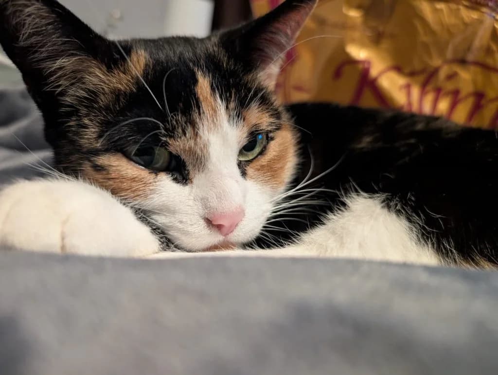 Nora *RESERVIERT*, female Mixed Breed for adoption at Katzenschutzbund Köln, Köln