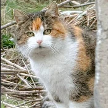 Madame X: Pflegestelle/Endstelle gesucht!, female Mixed Breed for adoption at Katzenschutzbund Köln, Köln