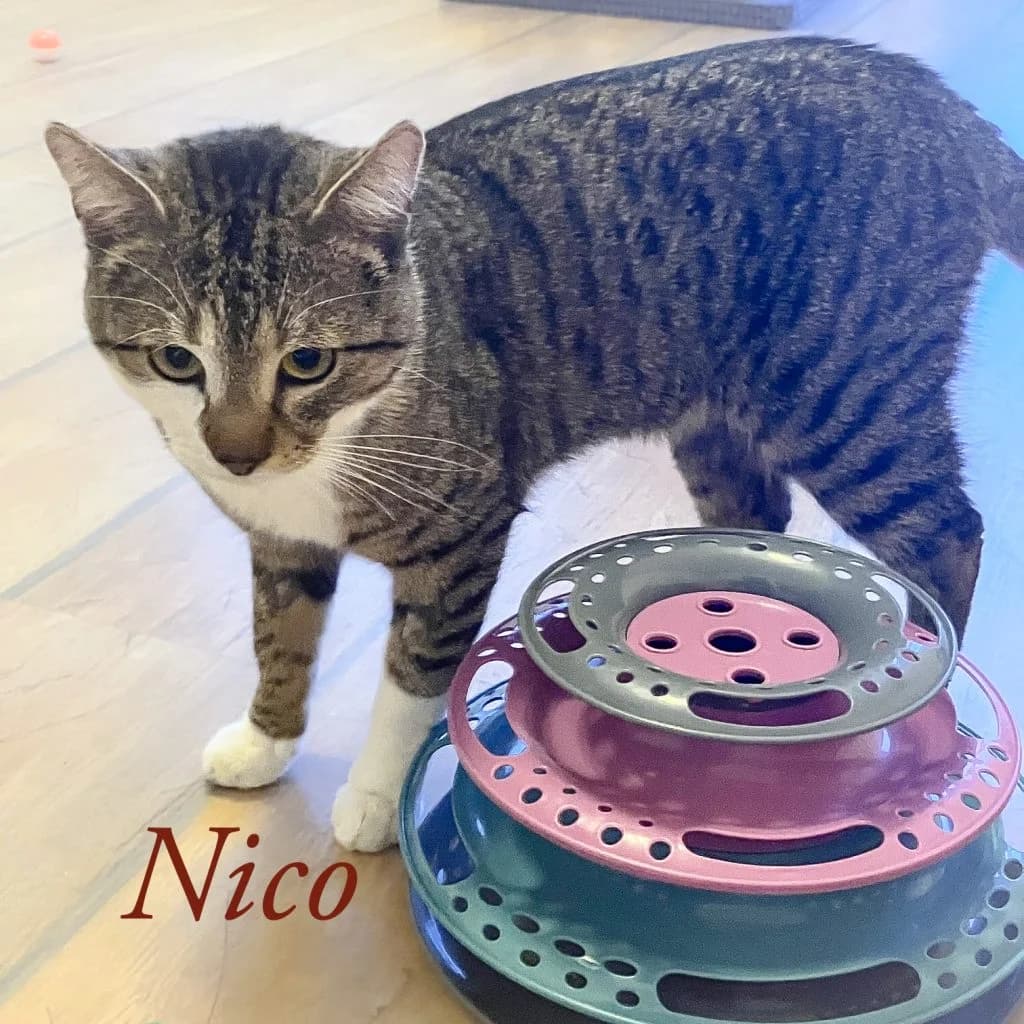 Nico, getigert female Mixed Breed for adoption at Katzenschutzbund Köln, Köln