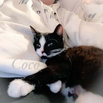 Zuckersüße Coco, female Mixed Breed for adoption at Katzenschutzbund Köln, Köln