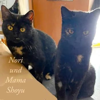 Nori und Mama Shoyu, female young Mixed Breed for adoption at Katzenschutzbund Köln, Köln