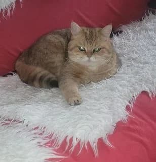 Simba – sanfte BKH-Dame sucht ein Zuhause als Einzelprinzessin, rot female Mixed Breed for adoption at Katzenschutzbund Köln, Köln