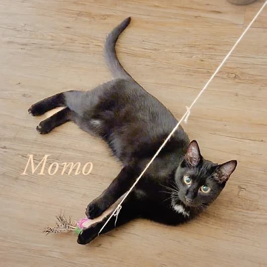 Momo *RESERVIERT*, gold female Mixed Breed for adoption at Katzenschutzbund Köln, Köln