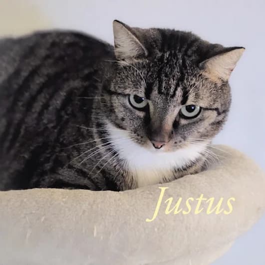 Justus, female Mixed Breed for adoption at Katzenschutzbund Köln, Köln