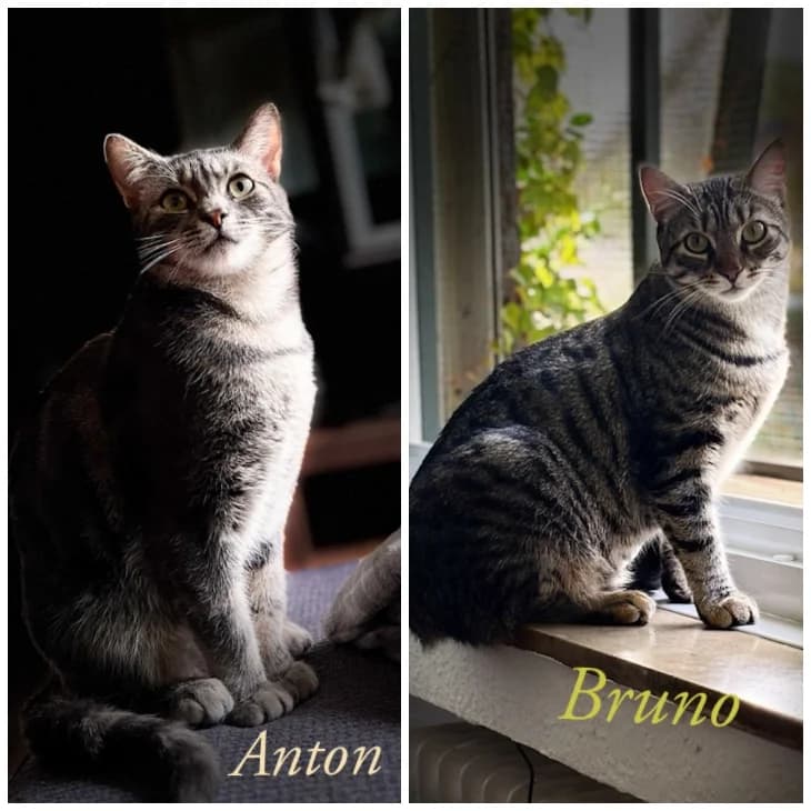 Bruno und Anton, female Mixed Breed for adoption at Katzenschutzbund Köln, Köln
