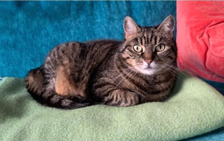 Ruhiges Zuhause mit Herz & Garten für sensible Katzendame gesucht, female Mixed Breed for adoption at Katzenschutzbund Köln, Köln