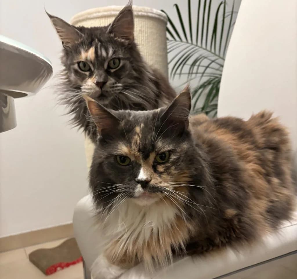Nala und Triene, female Mixed Breed for adoption at Katzenschutzbund Köln, Köln