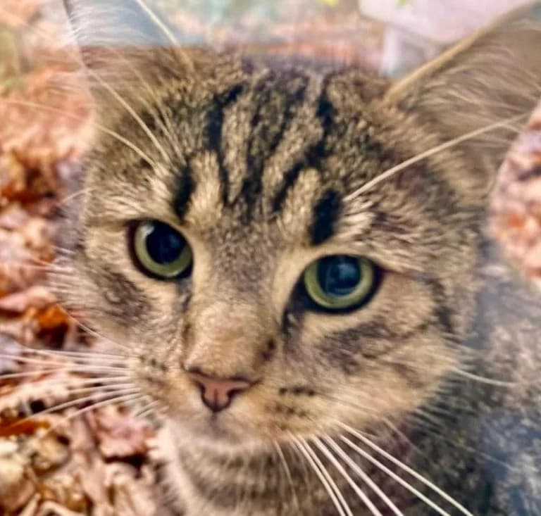 Simba, female Mixed Breed for adoption at Katzenschutzbund Köln, Köln