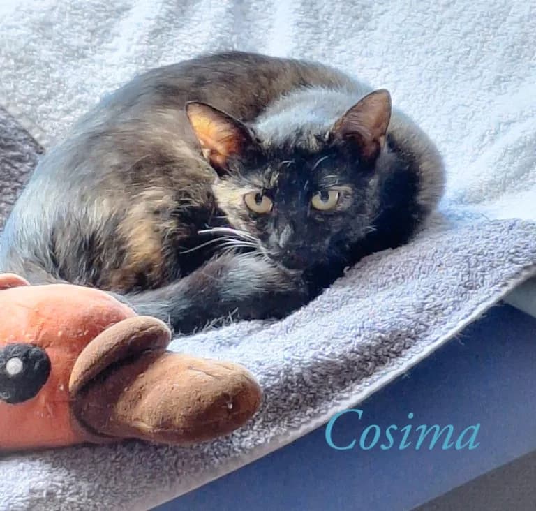 Mama Cosima, female Mixed Breed for adoption at Katzenschutzbund Köln, Köln