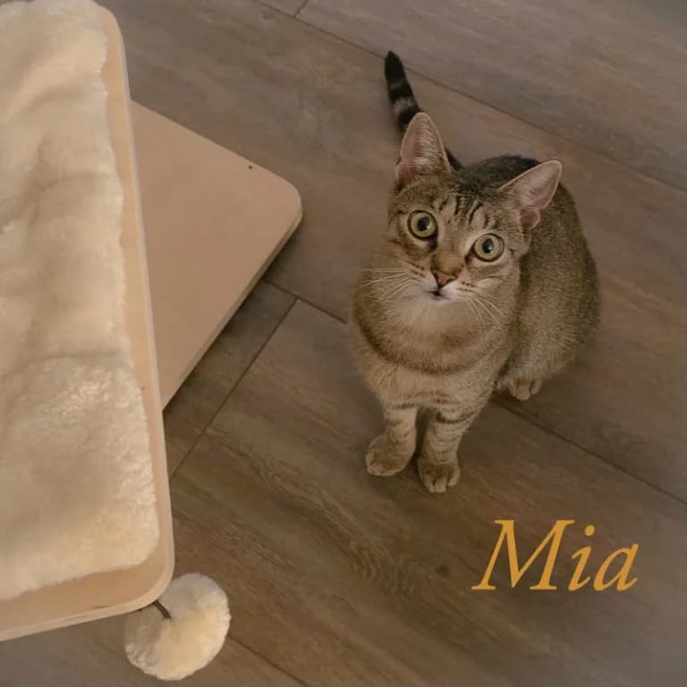 Mama Mia, female Mixed Breed for adoption at Katzenschutzbund Köln, Köln