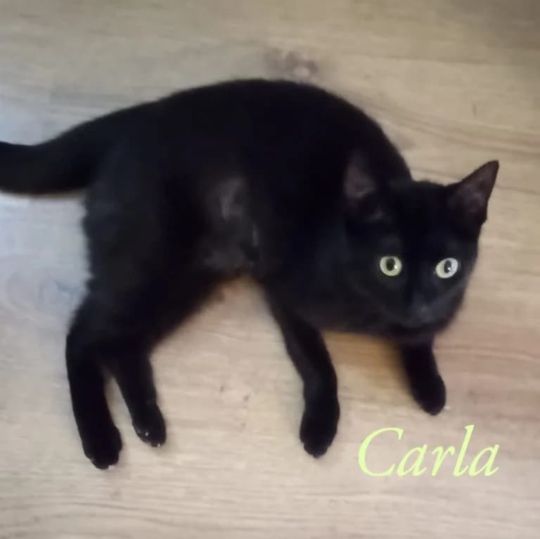 Carla, female Mixed Breed for adoption at Katzenschutzbund Köln, Köln