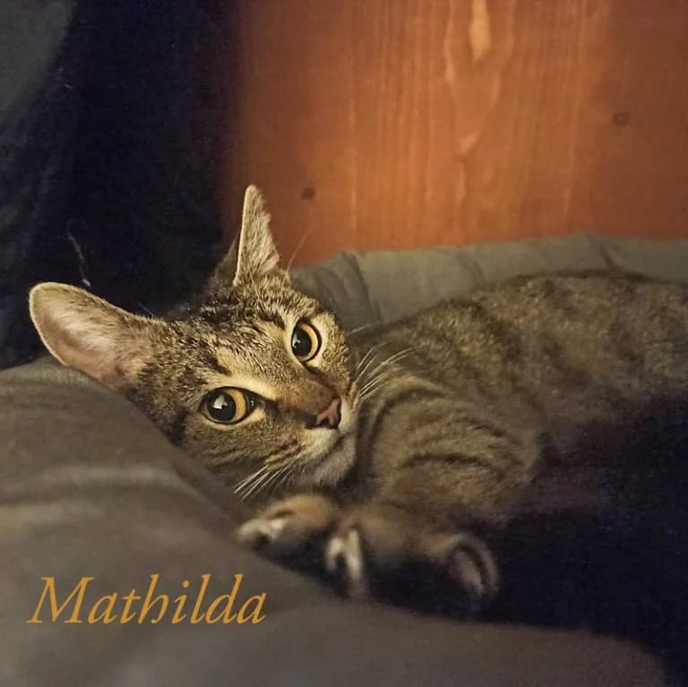 Mama Mathilda, female Mixed Breed for adoption at Katzenschutzbund Köln, Köln