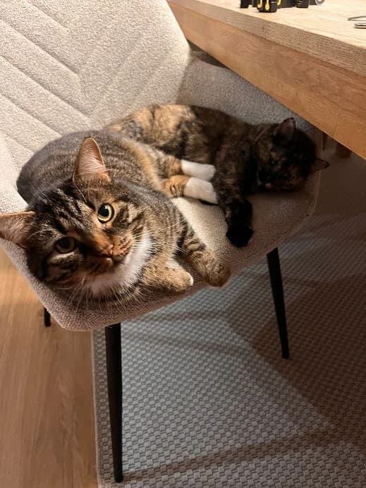 Bruno und Vika – Gemeinsam in ein Für-Immer-Zuhause, female Mixed Breed for adoption at Katzenschutzbund Köln, Köln