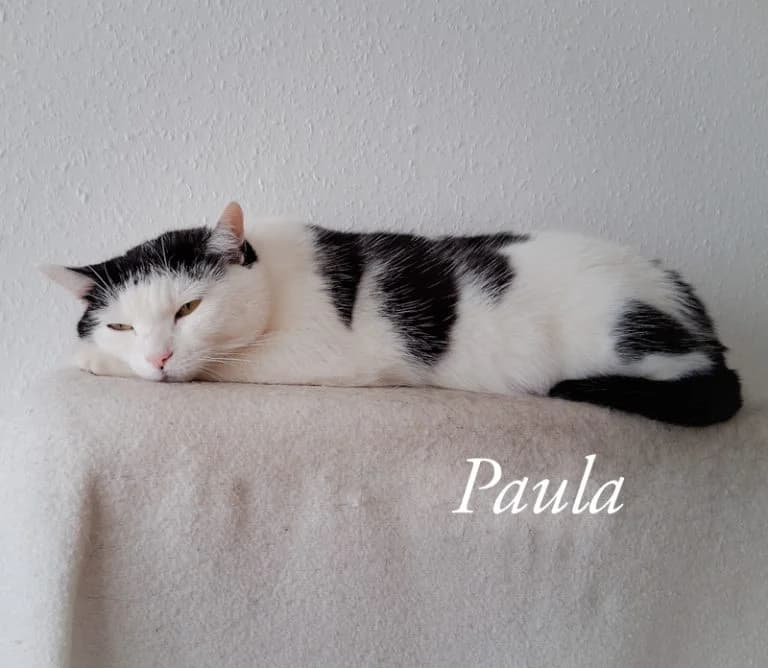 Paula, female Mixed Breed for adoption at Katzenschutzbund Köln, Köln