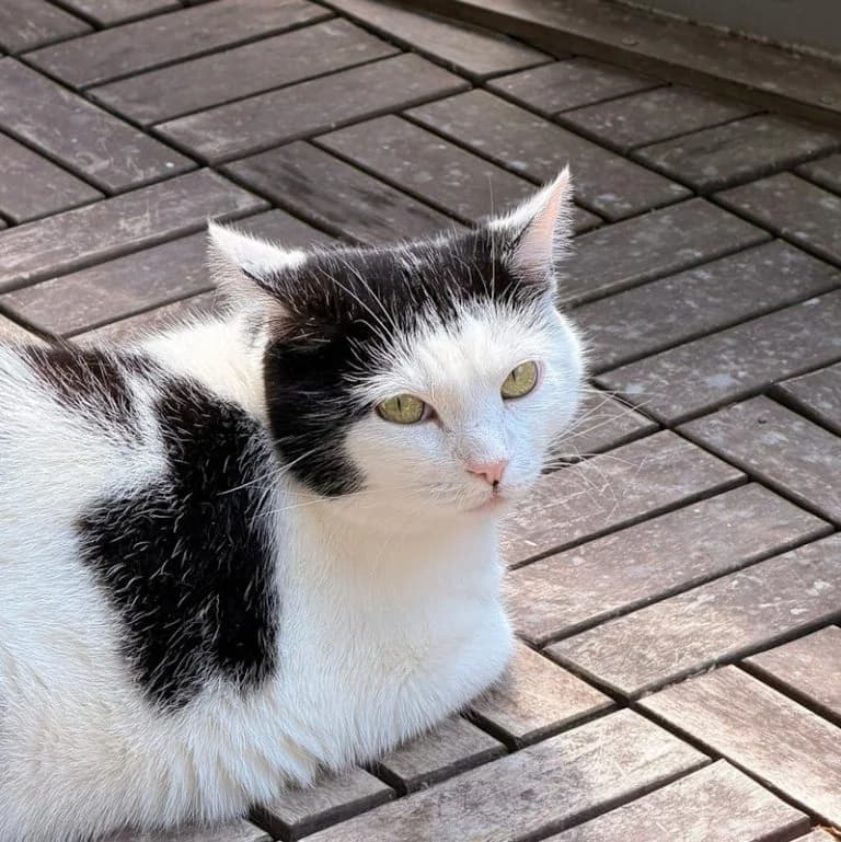 Paula, female Mixed Breed for adoption at Katzenschutzbund Köln, Köln