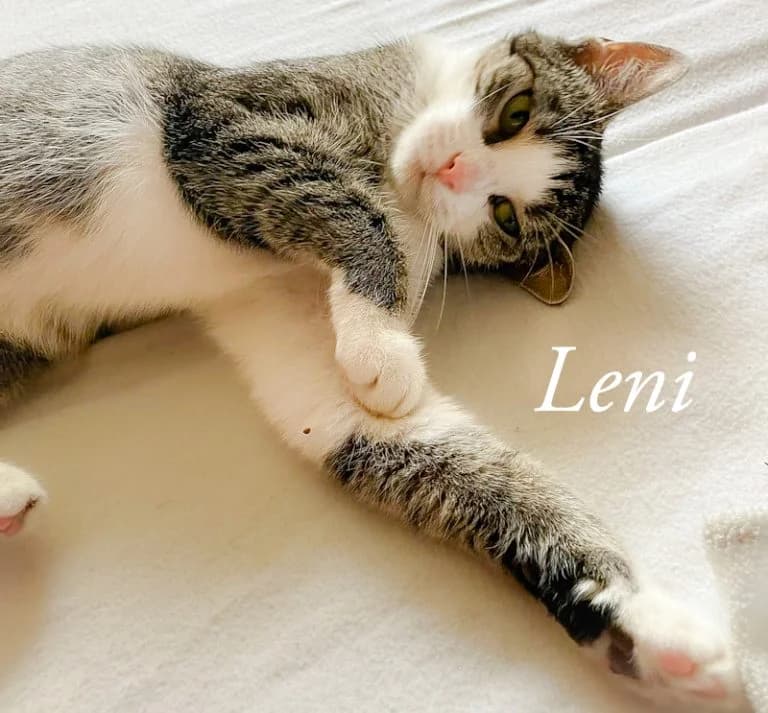 Leni. * Reserviert *, female Mixed Breed for adoption at Katzenschutzbund Köln, Köln