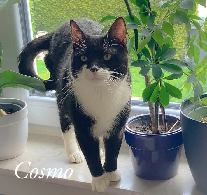 Cosmo, female Mixed Breed for adoption at Katzenschutzbund Köln, Köln
