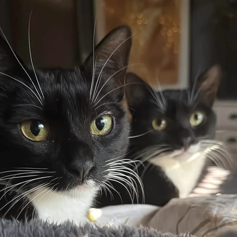 Schnurries im Doppelpack, female Mixed Breed for adoption at Katzenschutzbund Köln, Köln