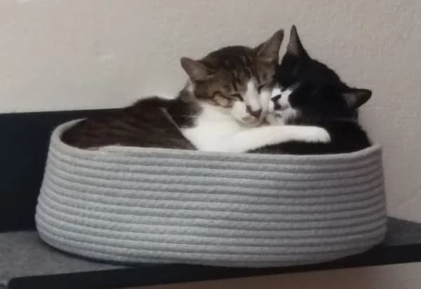 Lucas und Neron, zwei Brüder in inniger Freundschaft, braun female senior Mixed Breed for adoption at Katzenschutzbund Köln, Köln