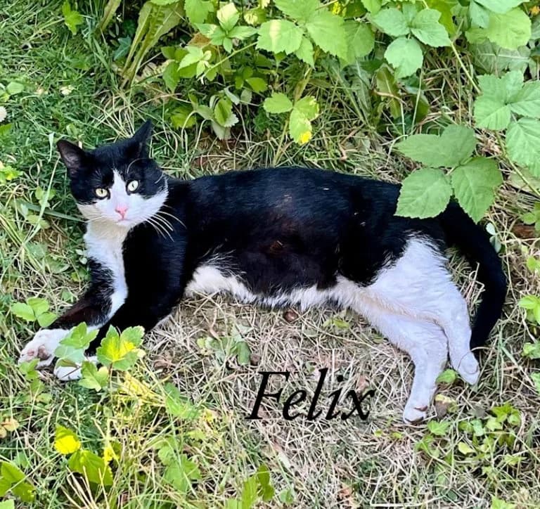 Felix, female Mixed Breed for adoption at Katzenschutzbund Köln, Köln