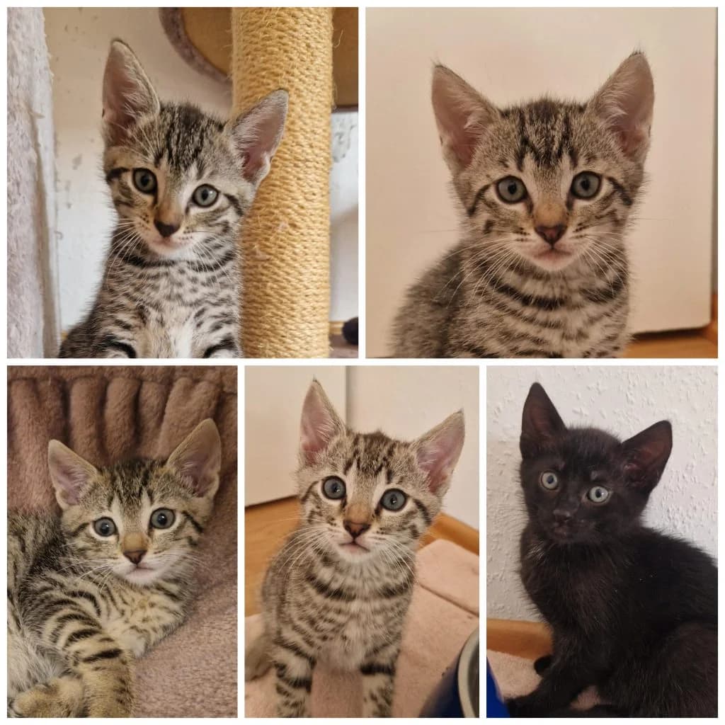Mama Zira’s Kinderstube, female Mixed Breed for adoption at Katzenschutzbund Köln, Köln