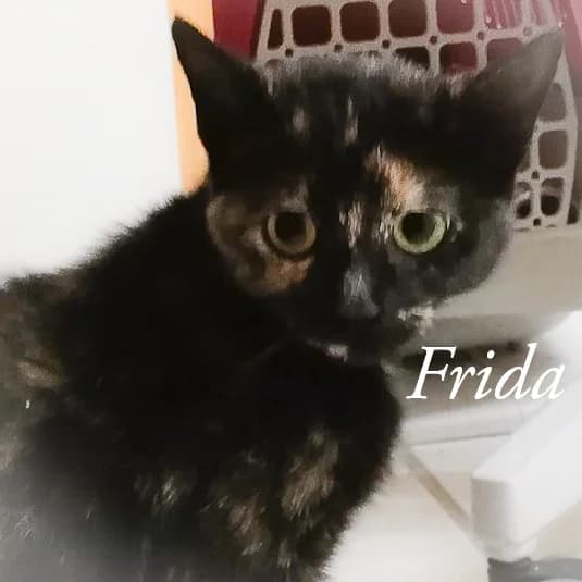 Mama Frida, female puppy Mixed Breed for adoption at Katzenschutzbund Köln, Köln