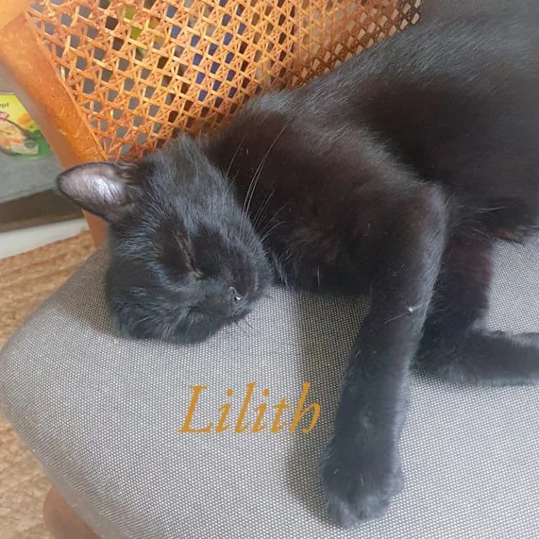 Mama Lilith, female Mixed Breed for adoption at Katzenschutzbund Köln, Köln
