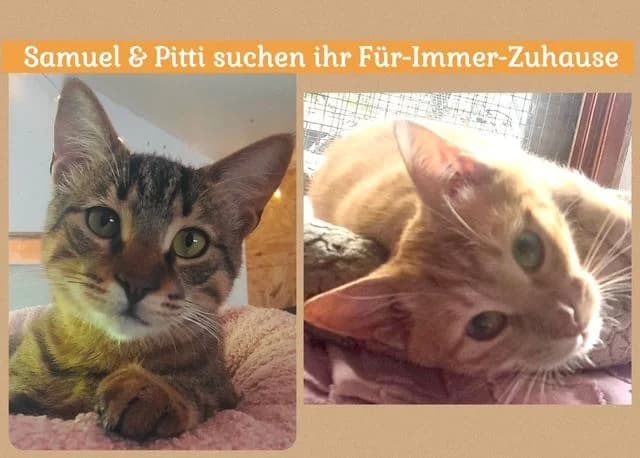 Herzensbrecher Pitti und Samuel, female Mixed Breed for adoption at Katzenschutzbund Köln, Köln