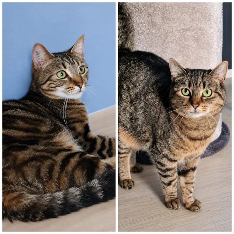 Aurora und Kiwi -besondere Menschen gesucht, female Mixed Breed for adoption at Katzenschutzbund Köln, Köln