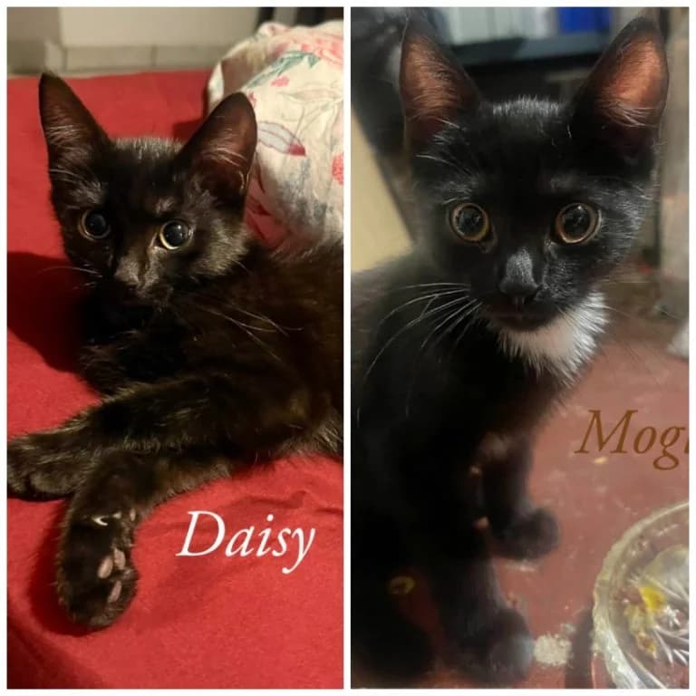 Daisy und Mogli, female puppy Mixed Breed for adoption at Katzenschutzbund Köln, Köln