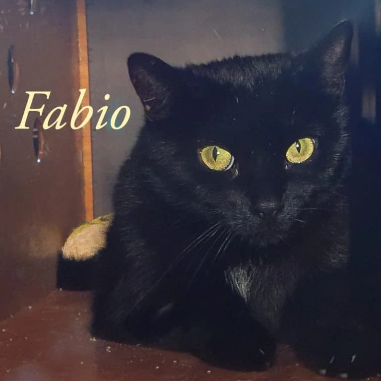 Fabio -Pflegestelle/Endstelle gesucht, female 5yo Mixed Breed for adoption at Katzenschutzbund Köln, Köln