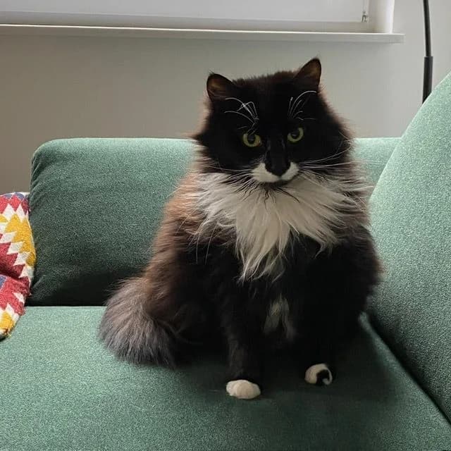 Verschmuste Katzenprinzessin Fruzia, female Mixed Breed for adoption at Katzenschutzbund Köln, Köln