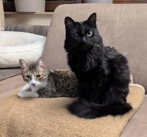 Dreibein Livi und Einauge Elsa, female Mixed Breed for adoption at Katzenschutzbund Köln, Köln