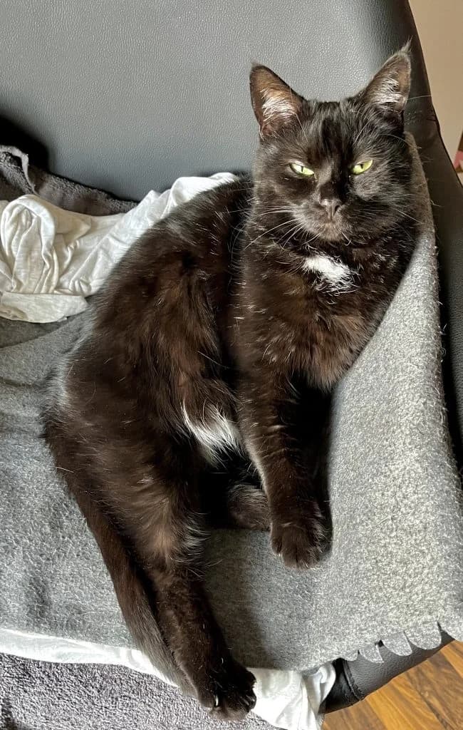 Lilly, eine süße Katzendame, female 3yo Mixed Breed for adoption at Katzenschutzbund Köln, Köln
