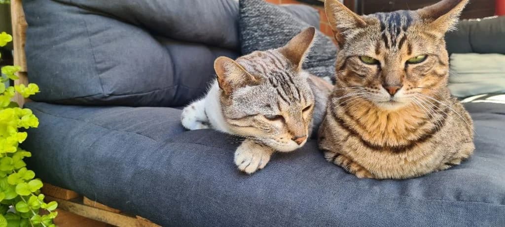 Traumpaar Cleo und Scotty, female Mixed Breed for adoption at Katzenschutzbund Köln, Köln