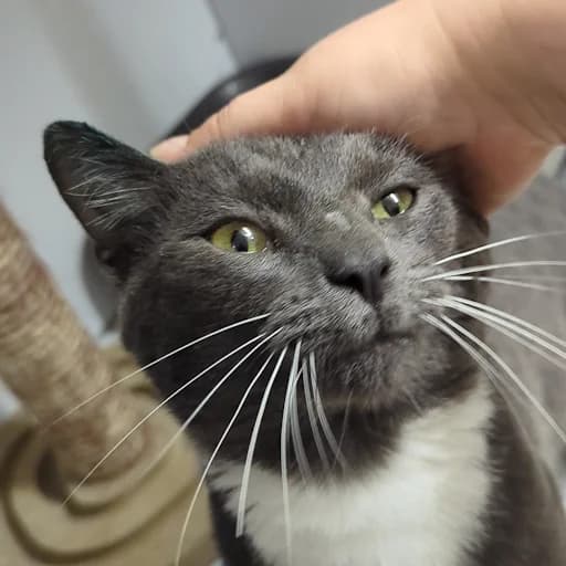 Lovin – Schmusekater sucht Familie, female Mixed Breed for adoption at Katzenschutzbund Köln, Köln