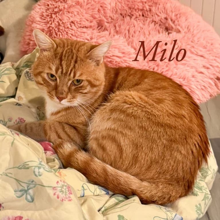 Milo – Pflegestelle/Endstelle gesucht, female Mixed Breed for adoption at Katzenschutzbund Köln, Köln