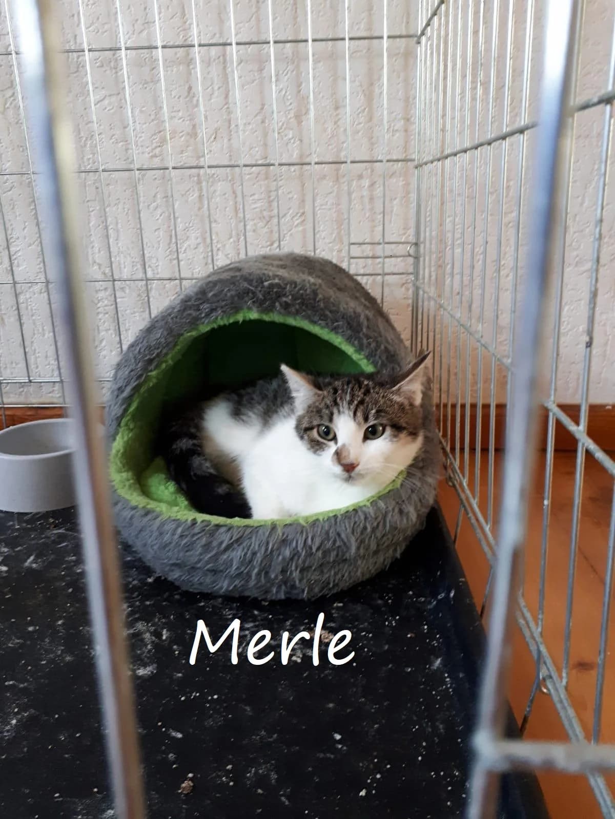 Merle, merle female puppy Mixed Breed for adoption at Katzenschutzbund Rostock