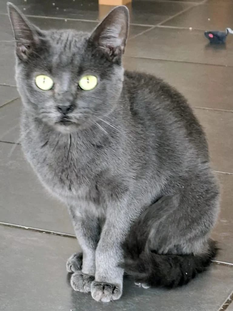 Bijou, female Mixed Breed for adoption at Katzenschutzbund Wuppertal e.V.