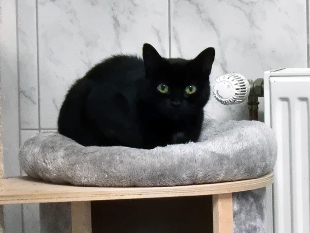 Coco, female 6yo Mixed Breed for adoption at Katzenschutzbund Wuppertal e.V.