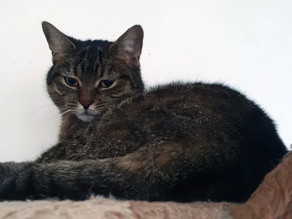 Moni, Mixed Breed for adoption at Katzenschutzbund Wuppertal e.V.