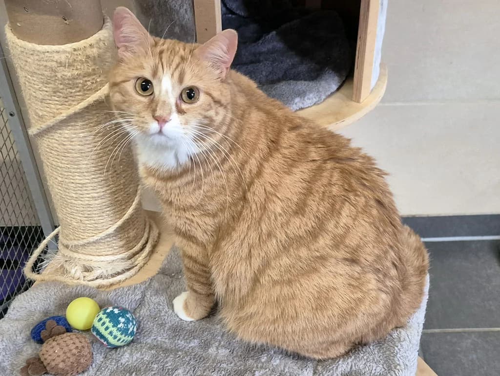 Garfield, male 3yo Mixed Breed for adoption at Katzenschutzbund Wuppertal e.V.