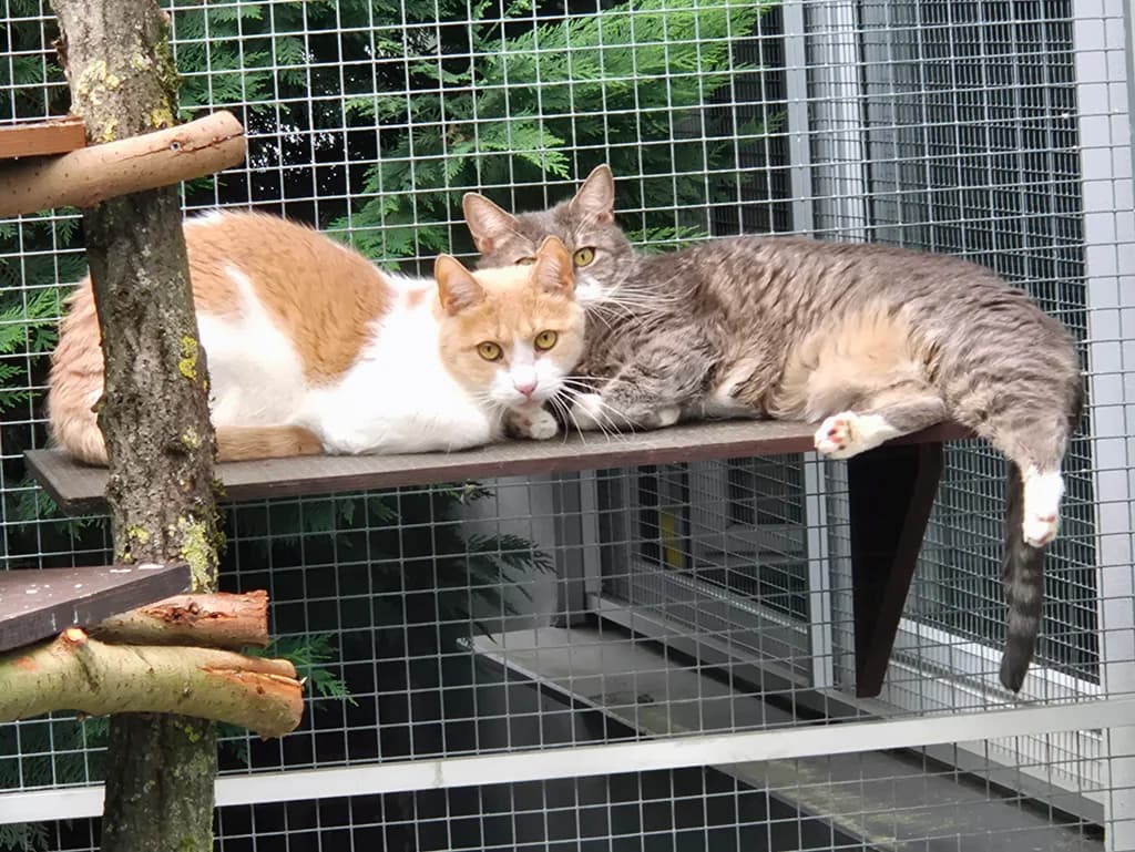 Lara & Lenni, 6yo Mixed Breed for adoption at Katzenschutzbund Wuppertal e.V.